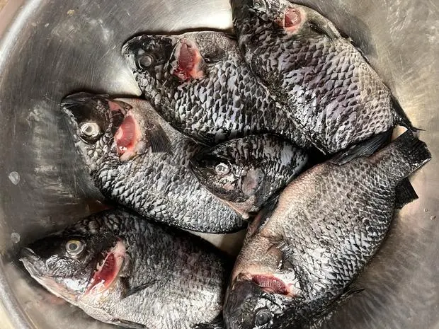 Fresh Tilapia And Red Fish · Photo 1