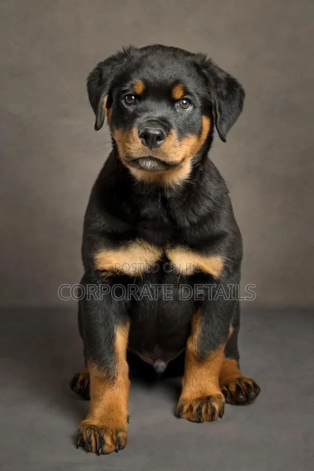 1-3 months Male Purebred Rottweiler · Photo 1