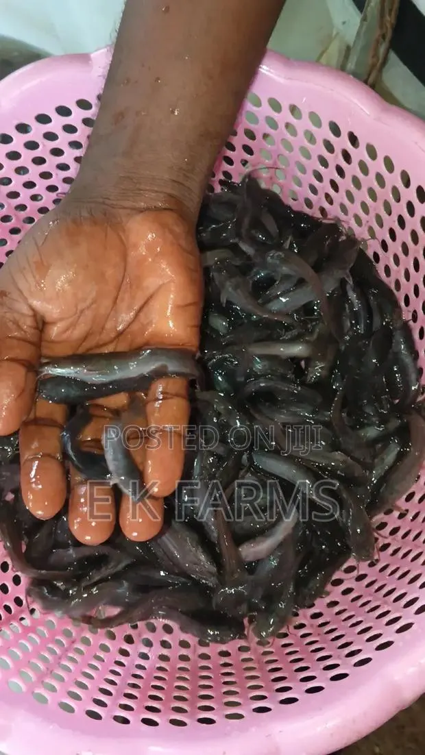 Catfish Juveniles and Fingerlings Available in Stock · Photo 3