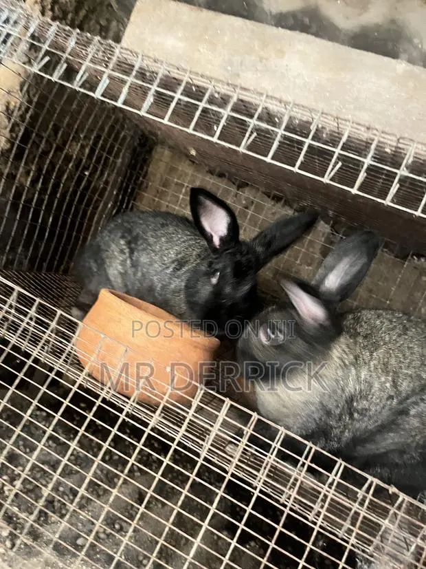 Male and Female Rabbits · Photo 1