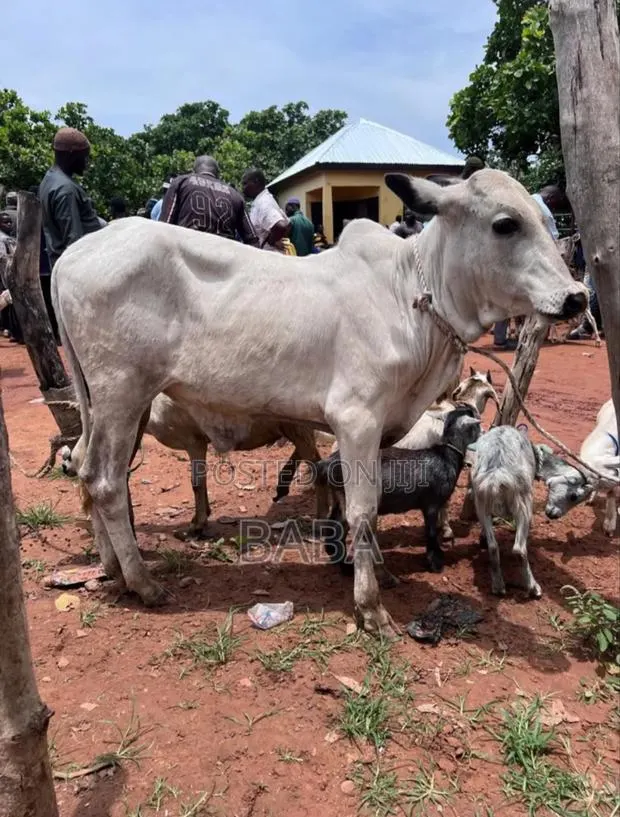 Healthy Animal Seller · Photo 1
