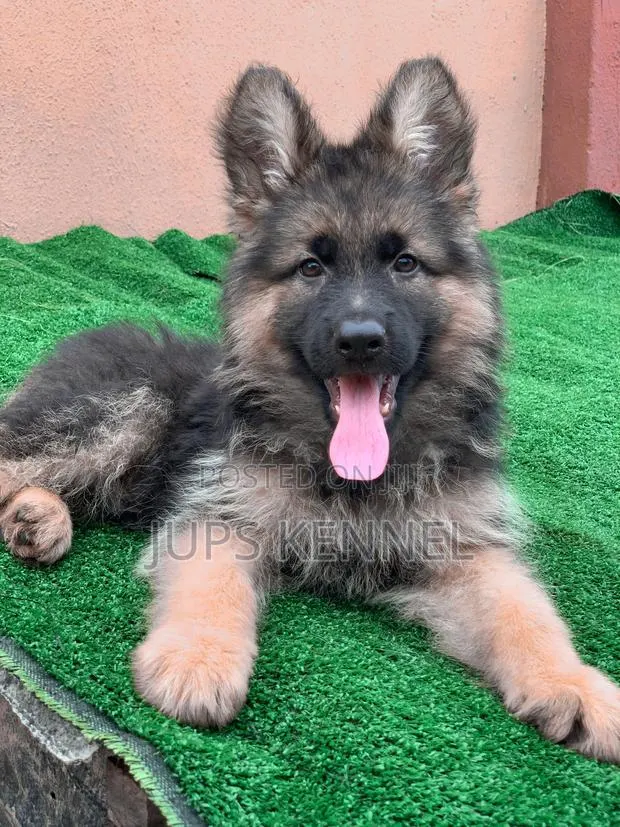 1-3 months Female Purebred German Shepherd · Photo 1