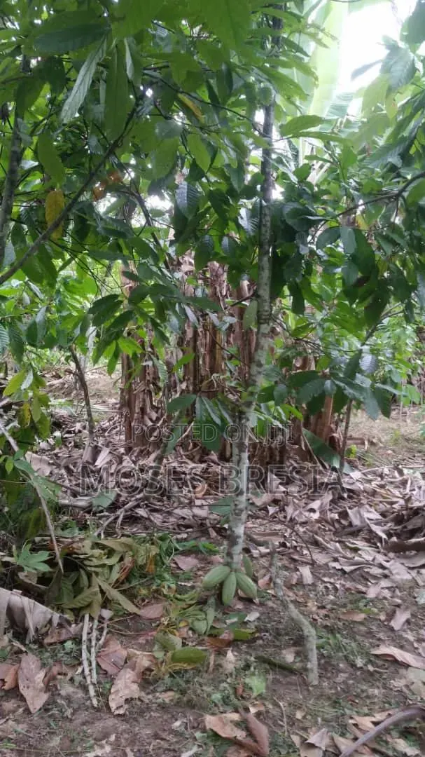 6 Acres Cocoa Farm at Nsoatre · Photo 2