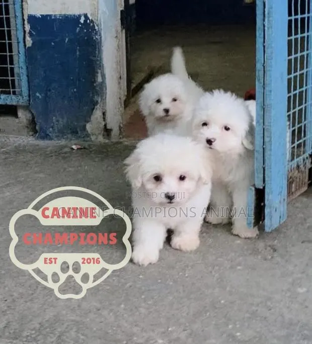 1-3 months Female Purebred Poodle · Photo 1