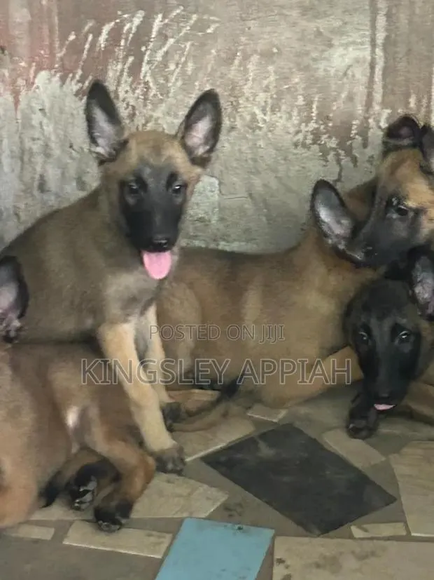 1-3 months Male Purebred Belgian Malinois · Photo 1