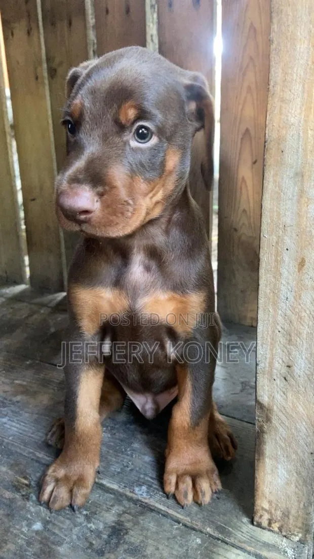 1-3 months Male Purebred Doberman Pinscher · Photo 1