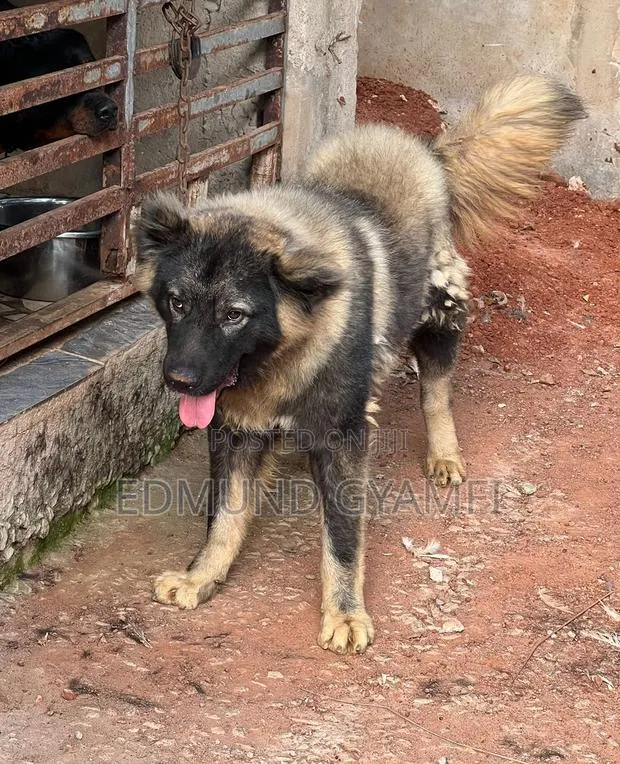 6-12 months Male Purebred Caucasian Shepherd · Photo 1