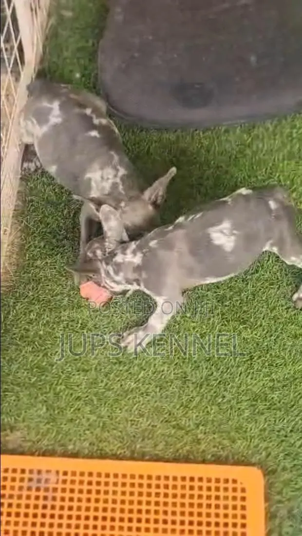 1-3 months Male Purebred French Bulldog · Photo 1