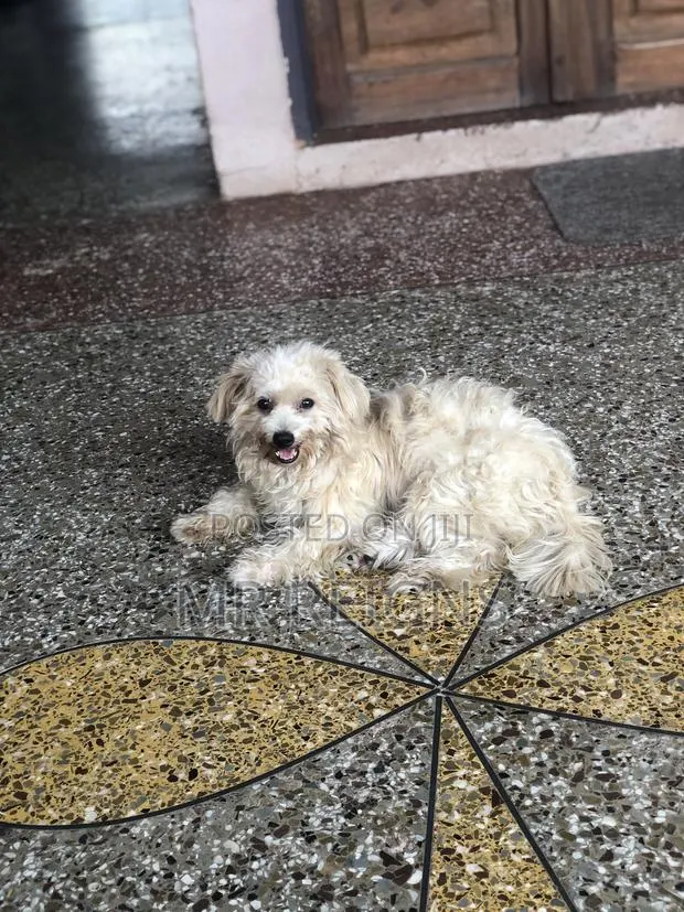 6-12 months Female Purebred Poodle · Photo 1