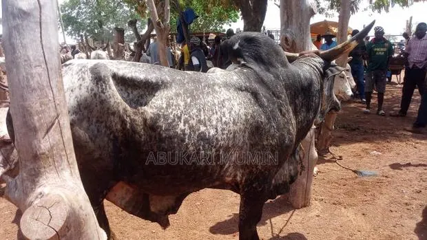 A Cow Health Cow for Sell When Interested Let Me Know Very Affordable · Photo 1