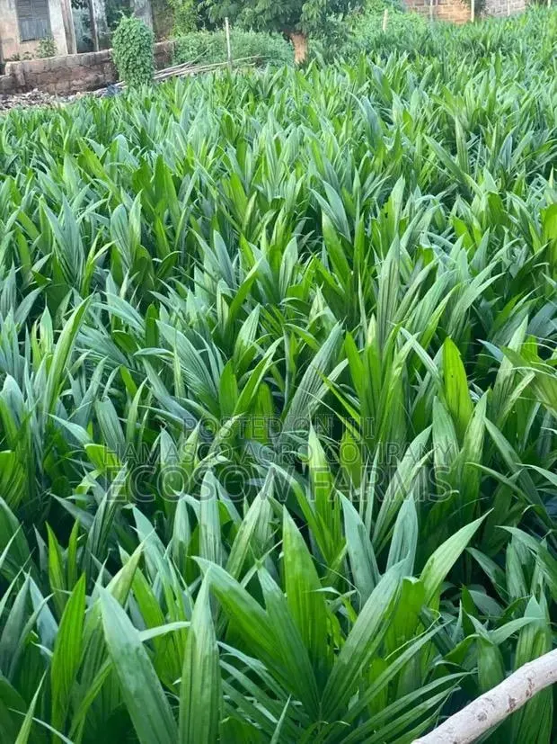 Tenera Oil Palm Seedlings · Photo 1