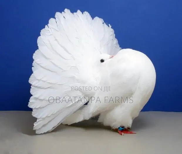 Pair of Fantail Pigeons · Photo 1