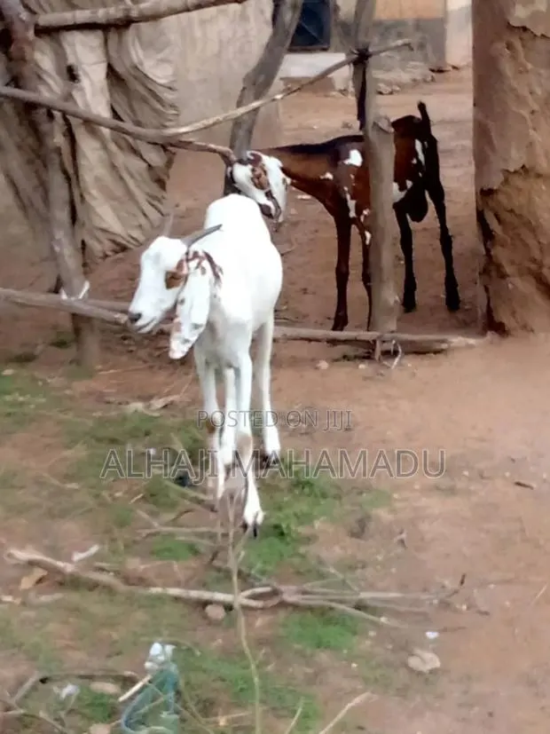 Nice Longer Goat Seller · Photo 1