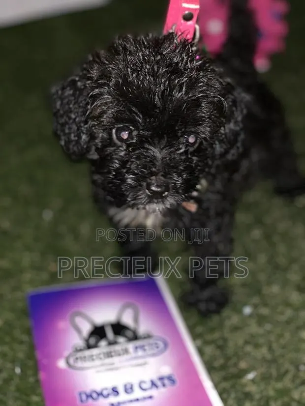 1-3 Months Male Purebred Poodle · Photo 1
