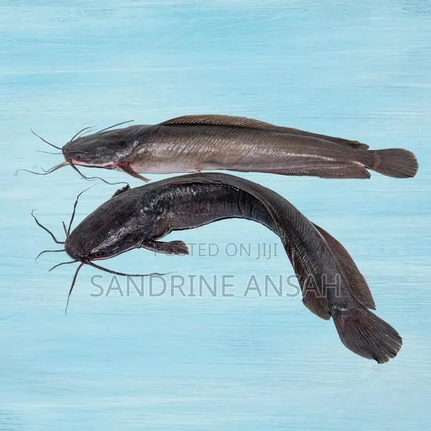 Juvenile Jumbo Size Catfish Available · Photo 2